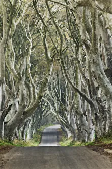 Beech alley - United Kingdom, Northern Ireland, Antrim, Armoy, The Dark Hedges