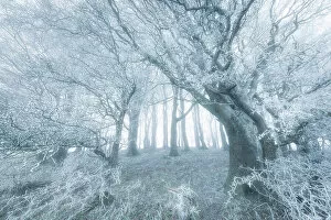 Images Dated 27th March 2023: Beech (Fagus sylvatica) trees covered in hoar frost, near Shaftesbury, Dorset, England, UK