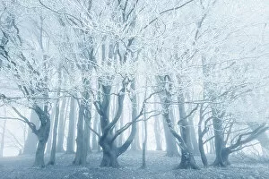 Images Dated 27th March 2023: Beech (Fagus sylvatica) trees covered in hoar frost, near Shaftesbury, Dorset, England, UK