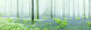 Bluebells Endymion Non Scriptus Prints: Beech (Fagus sylvatica) woodland on a misty spring morning