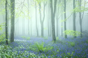 Bluebells Endymion Non Scriptus Prints: Beech (Fagus sylvatica) woodland on a misty spring morning
