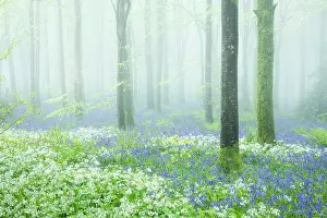 Bluebells Endymion Non Scriptus Prints: Beech (Fagus sylvatica) woodland on a misty spring morning
