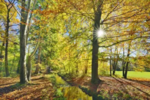 Beech forest in autumn colours - Germany, Bavaria, Upper Bavaria, Starnberg