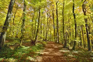 Alb Donau Kreis Gallery: Beech forest in autumn colours - Germany, Baden-Wurttemberg, Tubingen, Alb-Donau-Kreis