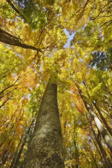 Beech forest in autumn colours - Germany, Baden-Wurttemberg, Tubingen, Alb-Donau-Kreis