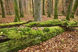 Spessart Prints: Beech forest in autumn colours with moss covered deadwood - Germany, Bavaria