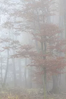 Leaves Gallery: Beech forest with autumn fog in the Rheinhau-Taunus Nature Park, Niedernhausen, Hesse
