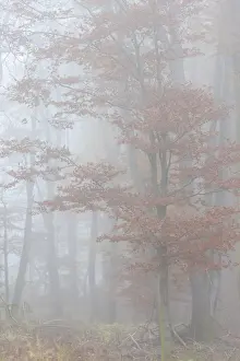 Deutsch Prints: Beech forest with autumn fog in the Rheinhau-Taunus Nature Park, Niedernhausen, Hesse