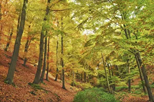 Waldeck Frankenberg Prints: Beech forest in autumn - Germany, Hessia, Kassel, Waldeck-Frankenberg, Bad Wildungen