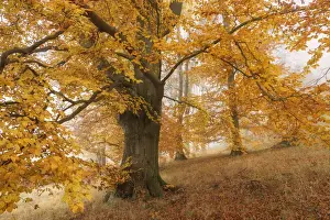 Beech Tree Prints: Beech Forest in autumn, Unesco Biosphaarenreservat Rhoen, Thuringia, Germany
