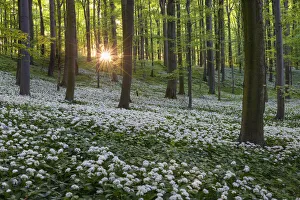 Herb Prints: Beech forest with blooming wild garlic (Allium ursinum), Hainich National Park, Thuringia