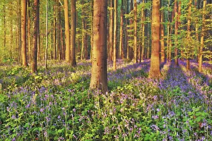 Fagus Prints: Beech forest with bluebells - Belgium, Flanders, Halle, Hallerbos