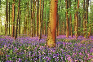 Fagus Prints: Beech forest with bluebells - Belgium, Flanders, Halle, Hallerbos