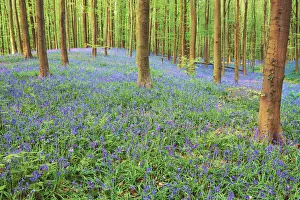 Fagus Prints: Beech forest with bluebells - Belgium, Flanders, Halle, Hallerbos