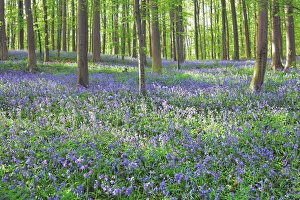 Fagus Prints: Beech forest with bluebells - Belgium, Flanders, Halle, Hallerbos