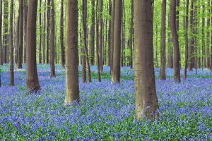 Fagus Prints: Beech forest with bluebells - Belgium, Flanders, Halle, Hallerbos