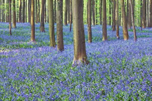 Fagus Prints: Beech forest with bluebells - Belgium, Flanders, Halle, Hallerbos