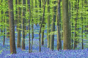 Belgium Prints: Beech forest with bluebells - Belgium, Flanders, Halle, Hallerbos