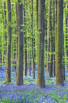 Fagus Prints: Beech forest with bluebells - Belgium, Flanders, Halle, Hallerbos
