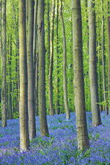 Fagus Prints: Beech forest with bluebells - Belgium, Flanders, Halle, Hallerbos