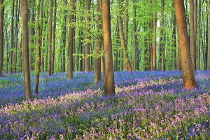 Fagus Prints: Beech forest with bluebells - Belgium, Flanders, Halle, Hallerbos