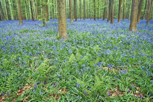 Fagus Prints: Beech forest with bluebells - Belgium, Flanders, Halle, Hallerbos