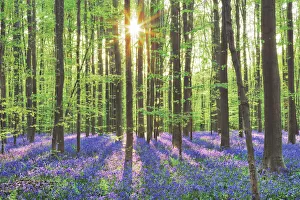 Belgium Prints: Beech forest with bluebells - Belgium, Flanders, Halle, Hallerbos