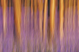 Beech forest with bluebells blurred - Belgium, Flanders, Halle, Hallerbos