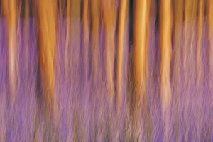 Belgium Prints: Beech forest with bluebells blurred - Belgium, Flanders, Halle, Hallerbos