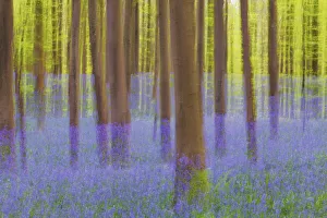 Fagus Prints: Beech forest with bluebells blurred - Belgium, Flanders, Halle, Hallerbos