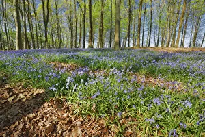 Images Dated 4th March 2021: Beech forest with bluebells - Germany, North Rhine-Westphalia, Cologne, Duren, Linnich