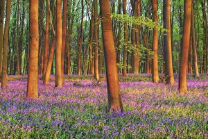 Fagus Prints: Beech forest with bluebells - United Kingdom, England, Hampshire, Winchester, Micheldever