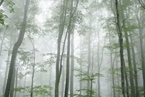 Beech forest in fog - Croatia, Lika-Senj, Plitvice Lakes - Plitvice Lakes National Park