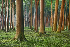 Rostock Prints: Beech forest - Germany, Mecklenburg-Vorpommern, Rostock, Nienhagen, Gespensterwald