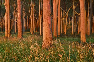 Beech forest - Germany, Mecklenburg-Vorpommern, Rostock, Nienhagen, Gespensterwald