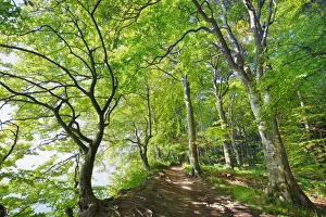 Beech forest - Germany, Mecklenburg-Vorpommern, Vorpommern-Rugen, Rugen, Sassnitz