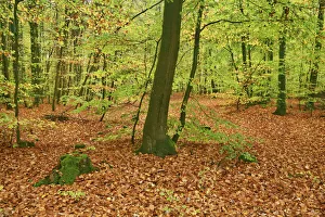 Fagus Prints: Beech forest - Germany, Rhineland-Palatinate, Sudwestpfalz, Rodalben