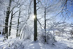 Fagus Prints: Beech forest with hoar frost in winter - Germany, Bavaria, Upper Bavaria, Miesbach