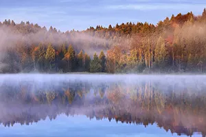 Mixed Forest Prints: Beech forest at Lake - Germany, Bavaria, Upper Bavaria, Bad Tolz-Wolfratshausen, Kirchsee