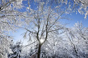 Munich Gallery: Beech forest snow covered in winter - Germany, Bavaria, Upper Bavaria, Munich, Sauerlach