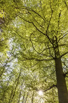 Leaves Gallery: Beech forest in spring near Engenhahn im Taunus, Niedernhausen, Hesse, Germany