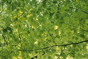 Leaf Prints: Beech Leaves