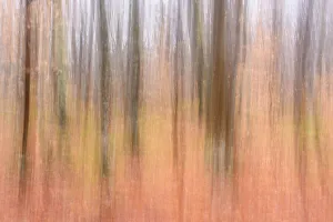 Michigan Prints: Beech maple hardwood woodland in late autumn