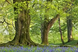Forests Gallery: Beech and Oak trees above a carpet of bluebells in a woodland, Blackbury Camp, Devon, England