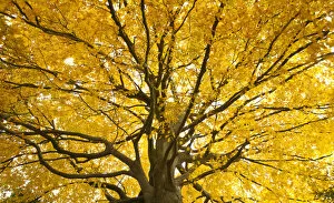 Beech tree in autumn, Surrey, England
