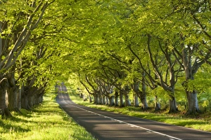 Beech Tree avenue early one Spring morning, Nr Wimborne, Dorset, England. Spring Beech Tree avenue early one Spring morning, Nr Wimborne, Dorset, England. Spring