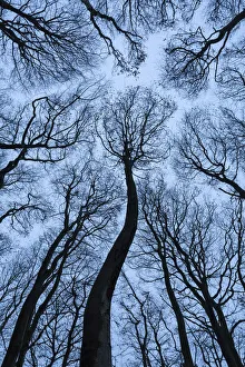 Trunks Prints: Beech Tree Canopy, Dorset, England