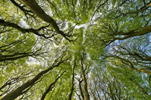 Horizontal Gallery: Beech Tree Canopy Pattern, Win Green Hill, Wiltshire, England