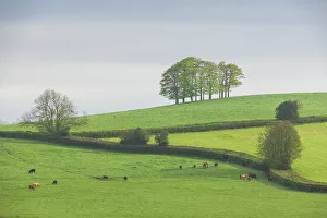 Rolling Countryside Prints: Beech tree clump on hillside in rolling countryside, Devon, England. Spring (May) 2024