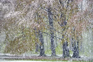 Beech tree with freshly fallen snowflakes in spring, Saxony, Germany, Europe
